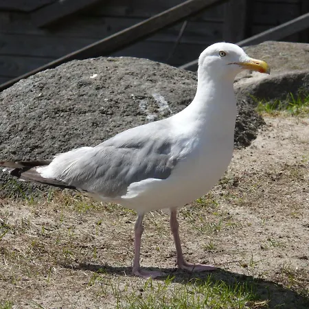 Hausboot Mare *